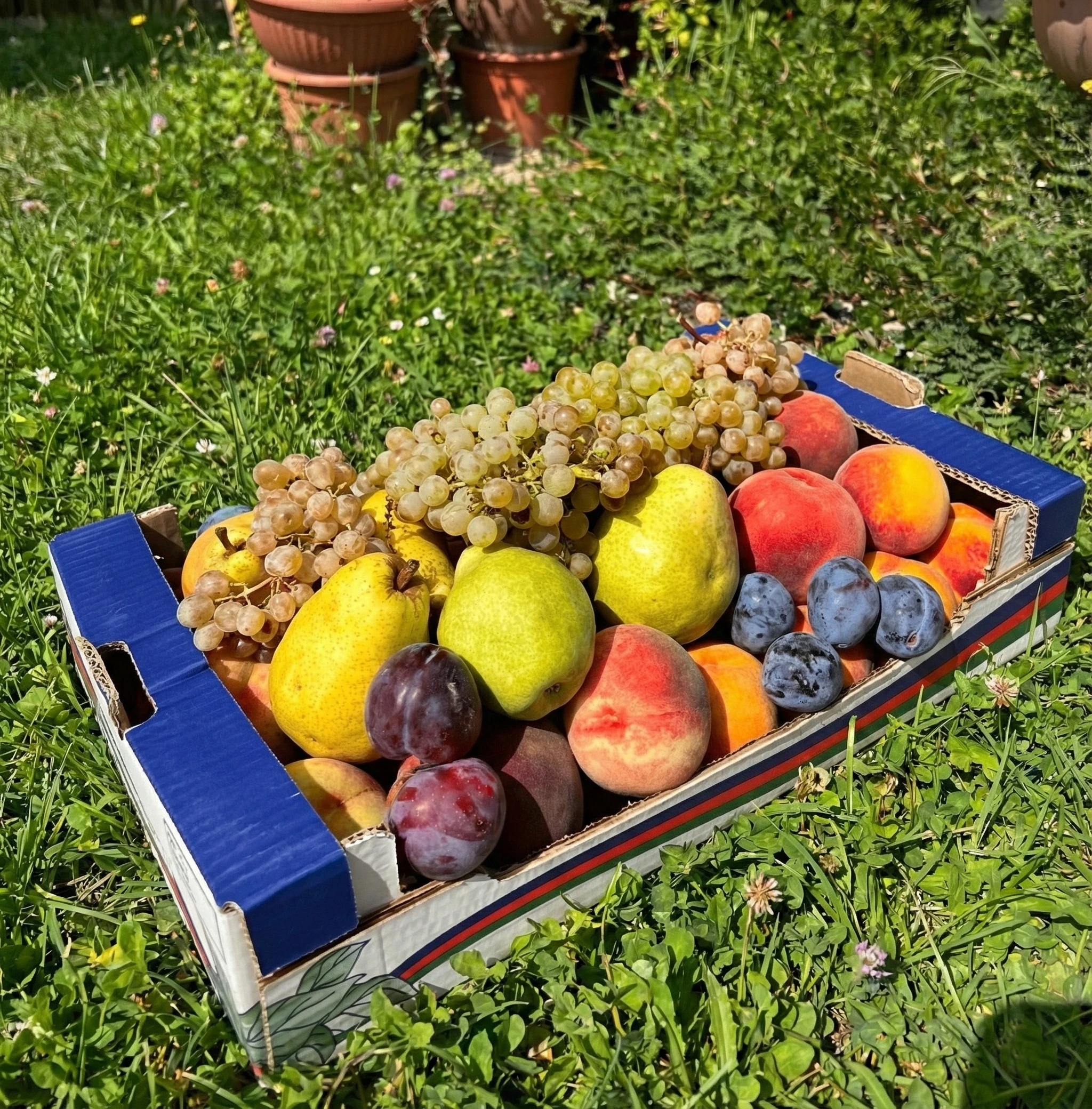 Ciliegie di Vignola IGP e frutta fresca di stagione dell'azienda agricola